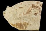 Metasequoia Fossils - Cache Creek, BC #110909-1